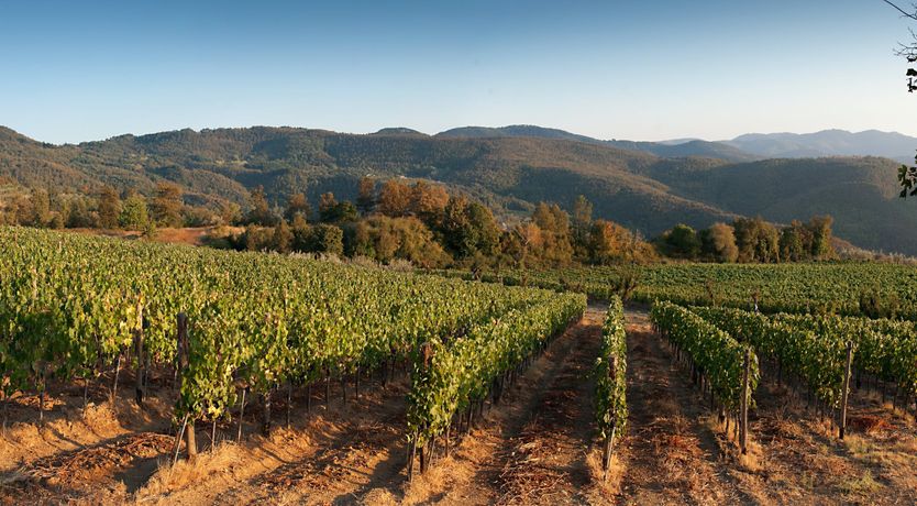 Photo of The Tasteful Tree