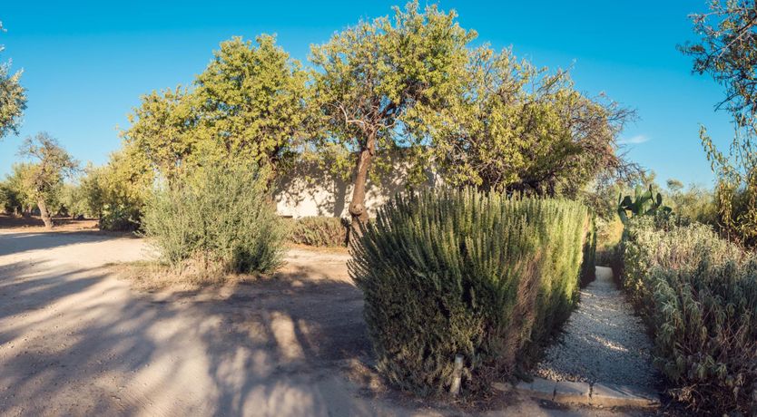 Photo of Sicilian Pearl