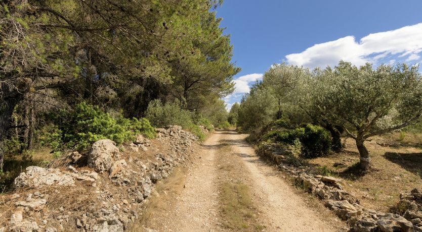 Photo of Sunburst & Gold