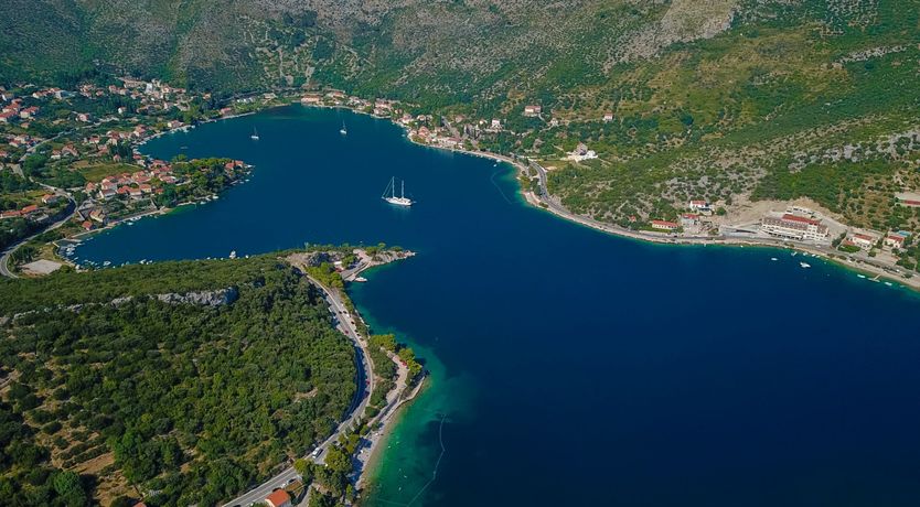 Photo of Dalmatian Serenity