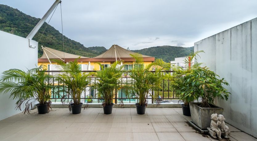 Photo of Paradise Palm