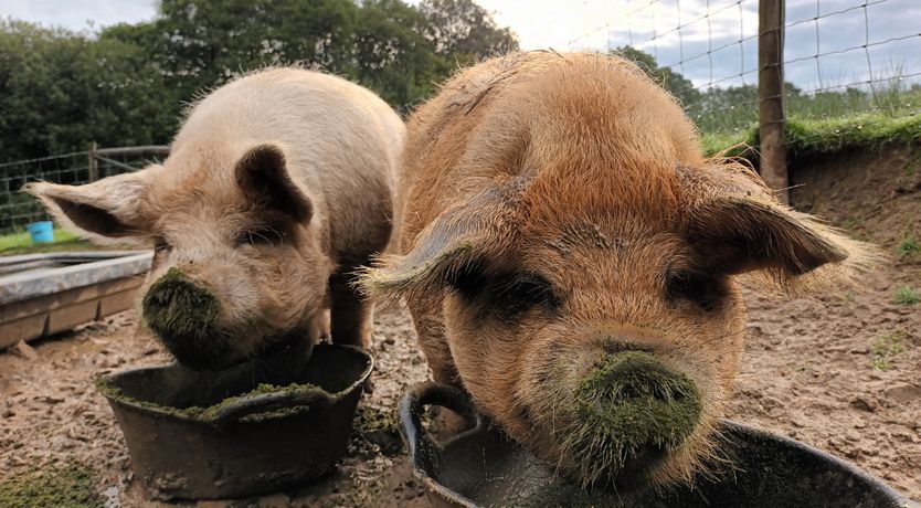 Photo of Linhay, Swimbridge