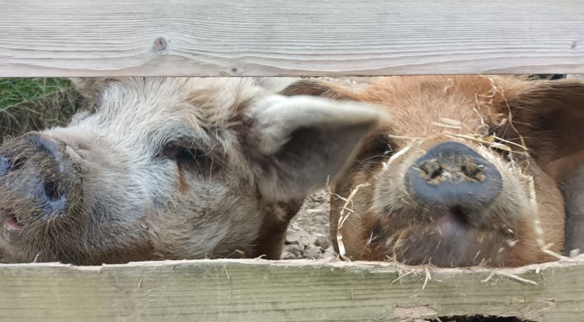 Photo of Linhay, Swimbridge