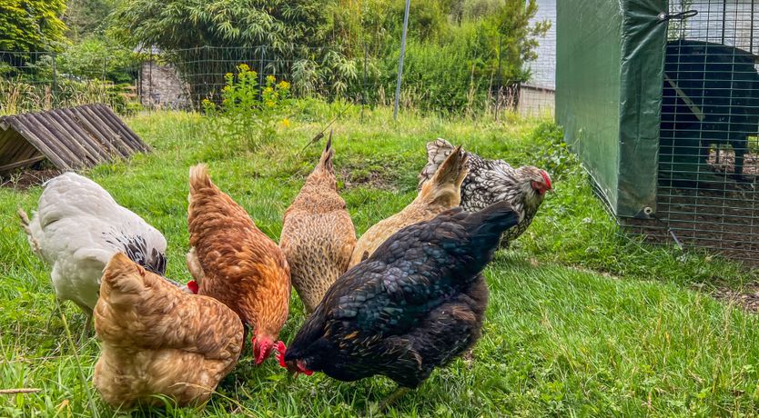 Photo of Shippon, Swimbridge, Devon