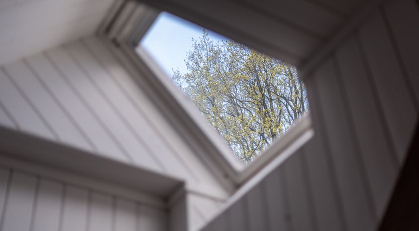 Photo of Swifts & Swallows