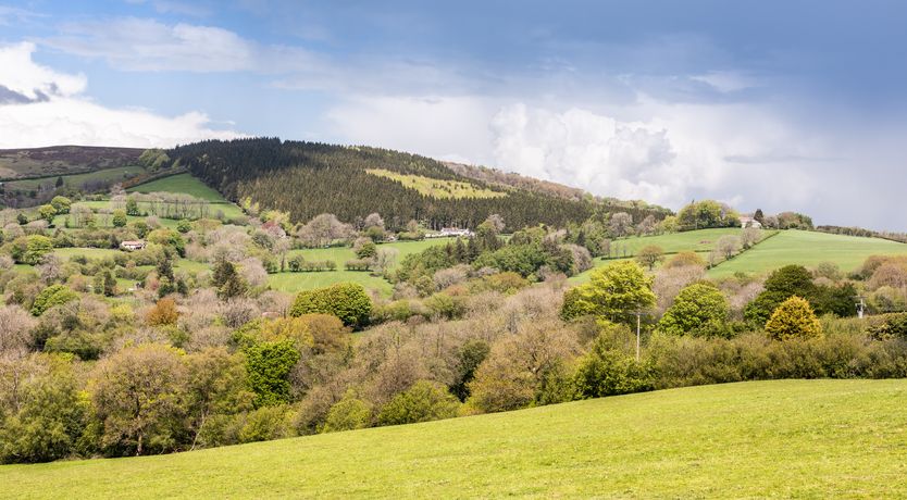 Photo of Swifts & Swallows