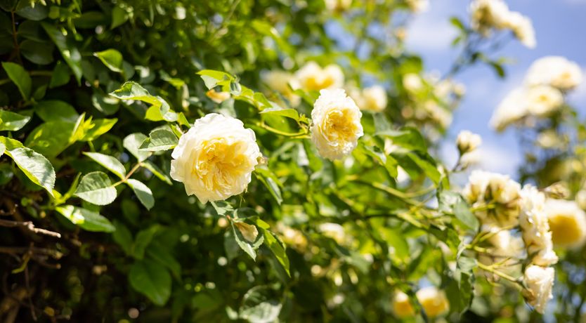 Photo of True Tranquility