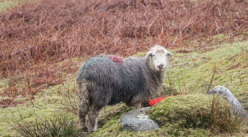 Photo of Ramblers' Rest Lodge