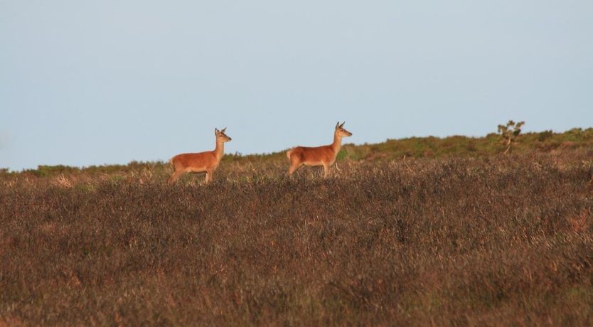Photo of Monks Cleeve Bungalow, Exford