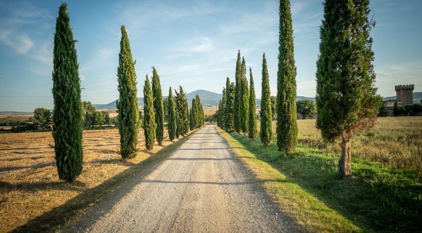 Photo of Sunflower Sunset