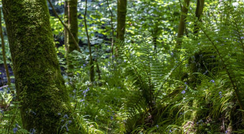 Photo of The Ancient Yew