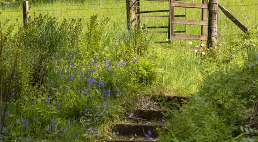 Photo of The Ancient Yew