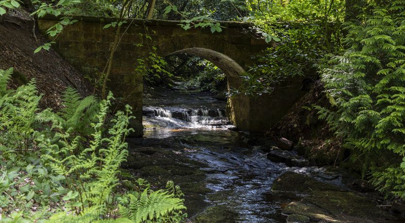 Photo of The Ancient Yew