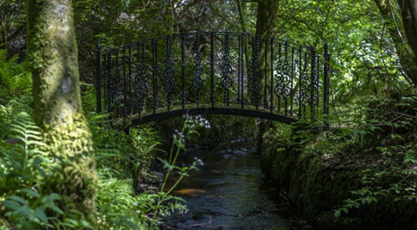 Photo of The Ancient Yew
