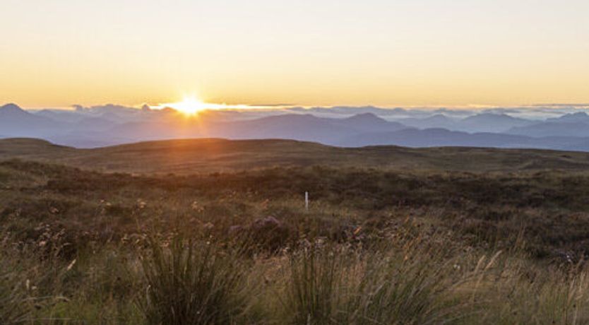 Photo of The Ancient Yew