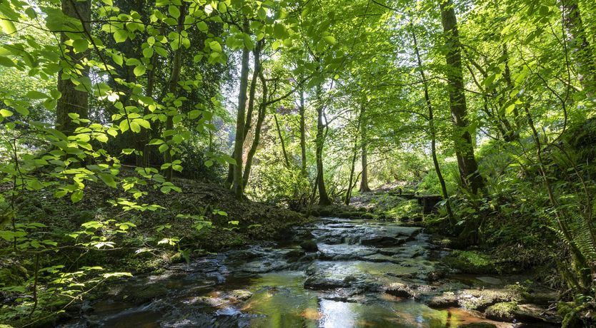 Photo of The Ancient Yew