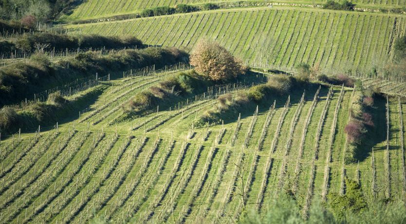 Photo of Vintage Vinery