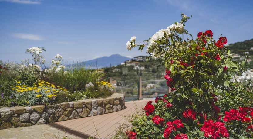 Photo of Mediterranean Blush