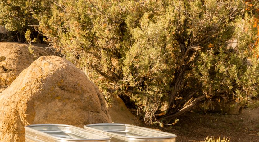 Photo of Desert Wonder