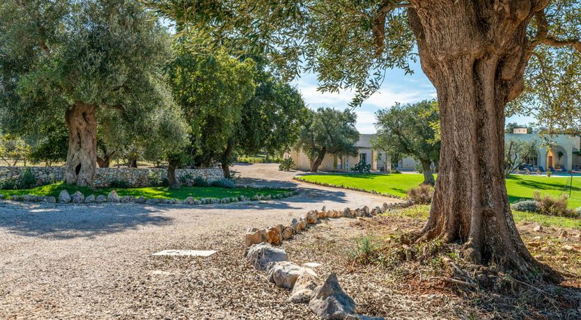 Photo of Stone Olive