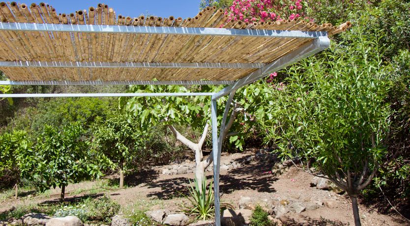 Photo of The Octopus