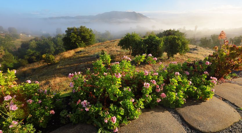 Photo of Field & Sky