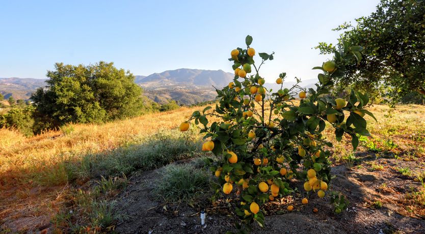 Photo of Field & Sky