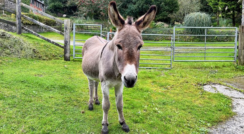 Photo of Lane End Cottage, North Molton
