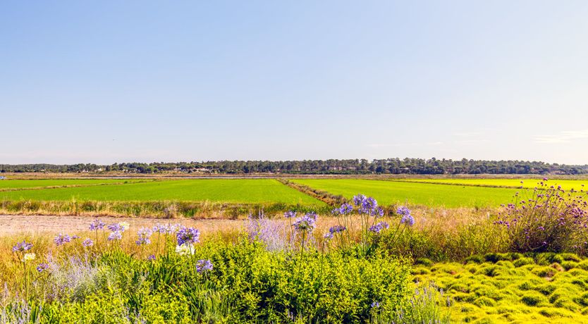 Photo of A Season in the Country