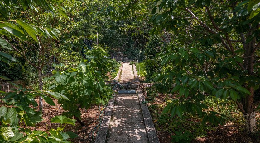 Photo of Golden Sunburst