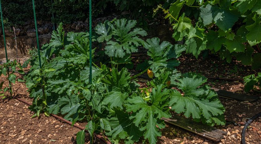 Photo of Golden Sunburst