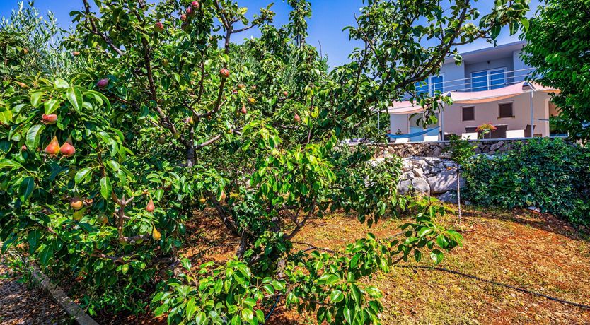 Photo of Golden Sunburst