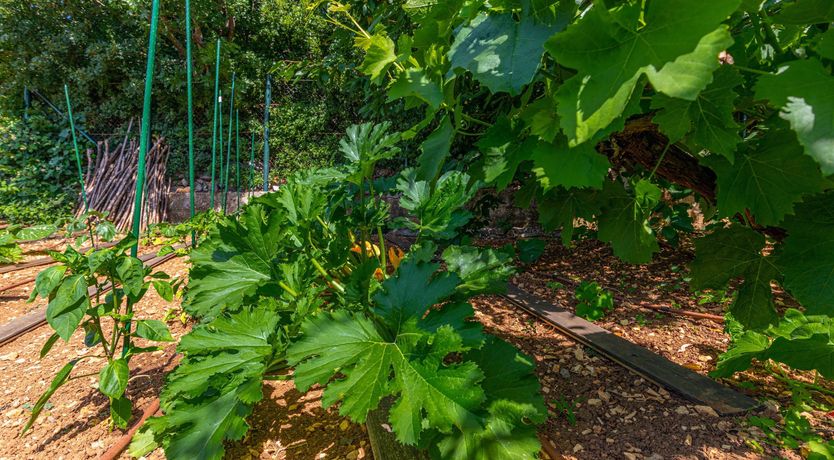 Photo of Golden Sunburst