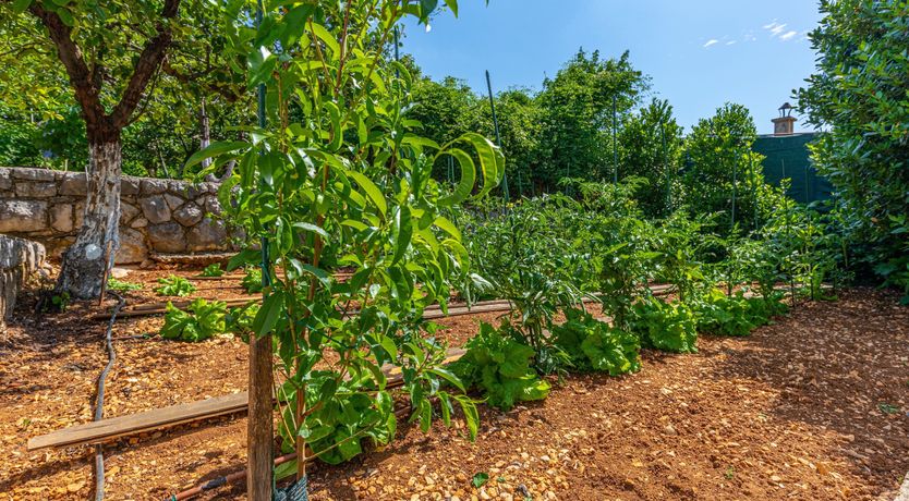 Photo of Golden Sunburst
