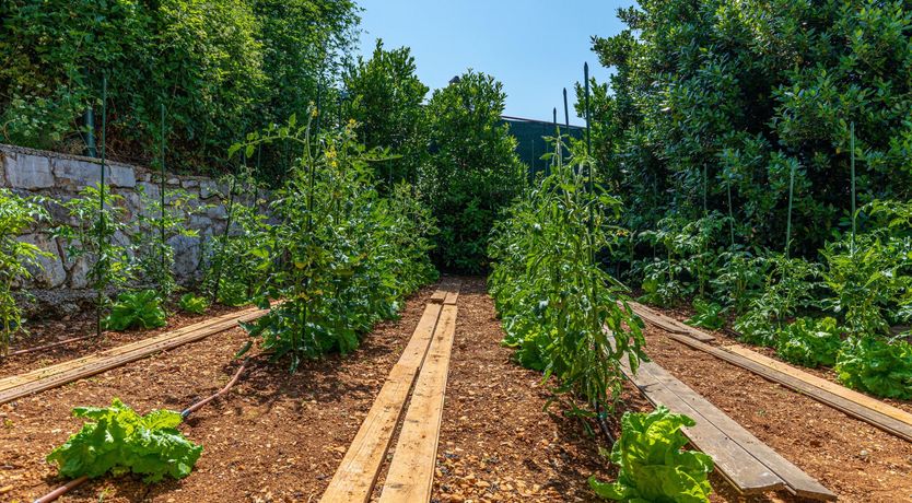 Photo of Golden Sunburst