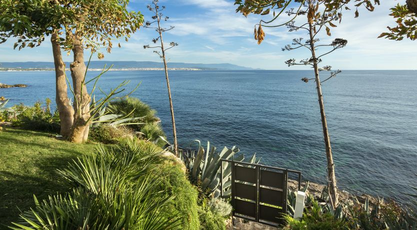 Photo of The Scent of Agave