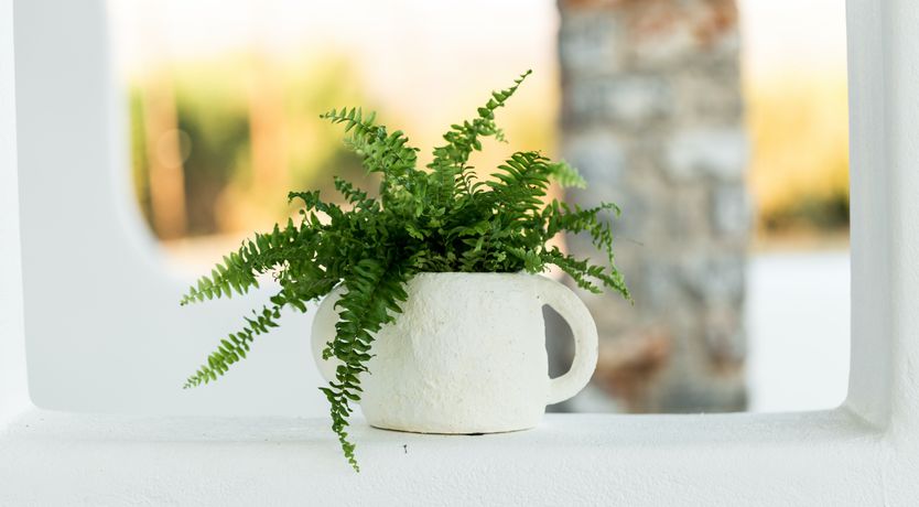 Photo of Tropical Dream Villa