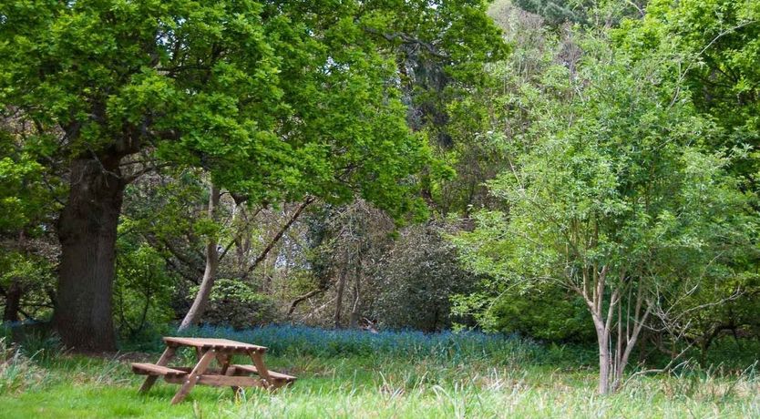 Photo of Blackbirds Singing At Dusk