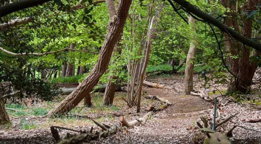 Photo of Blackbirds Singing At Dusk
