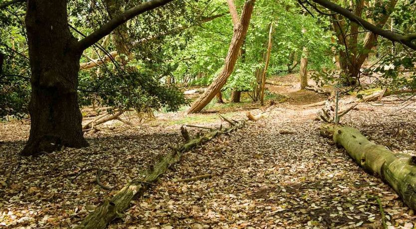 Photo of Jacobean Gem