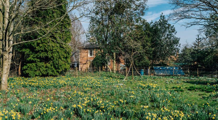 Photo of Jacobean Gem