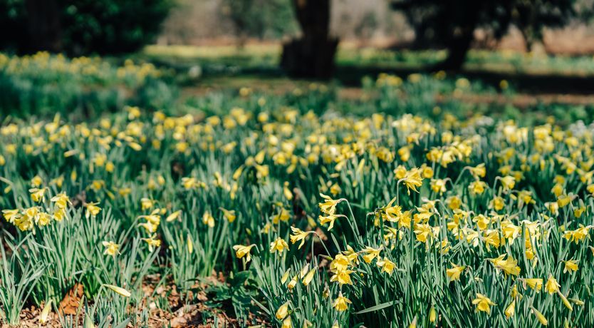 Photo of Jacobean Gem