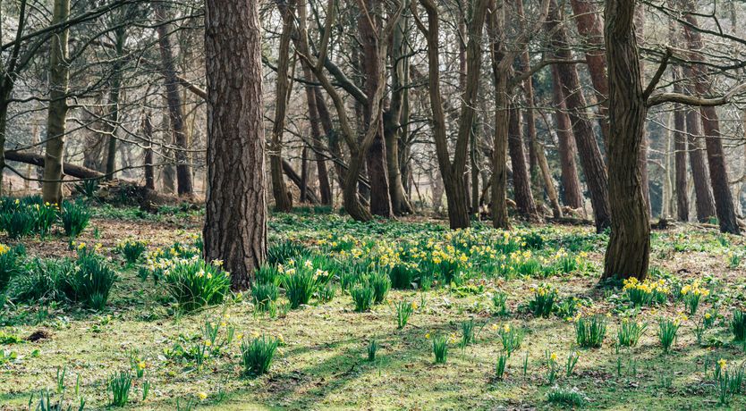 Photo of Jacobean Gem