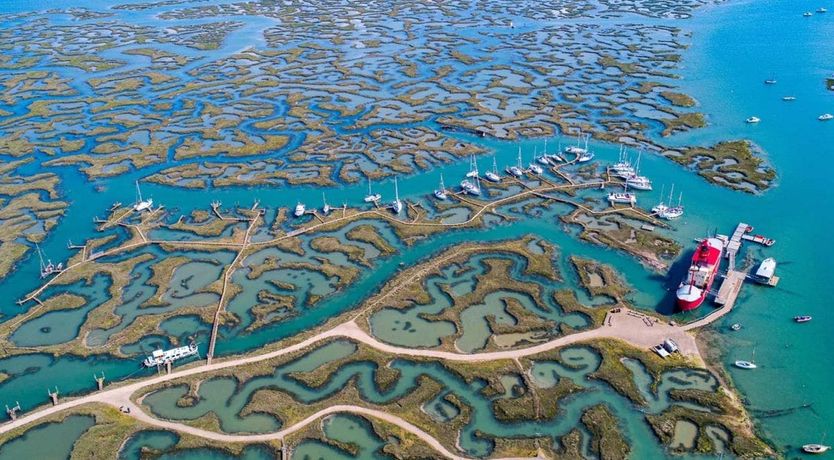 Photo of The Marsh Harrier