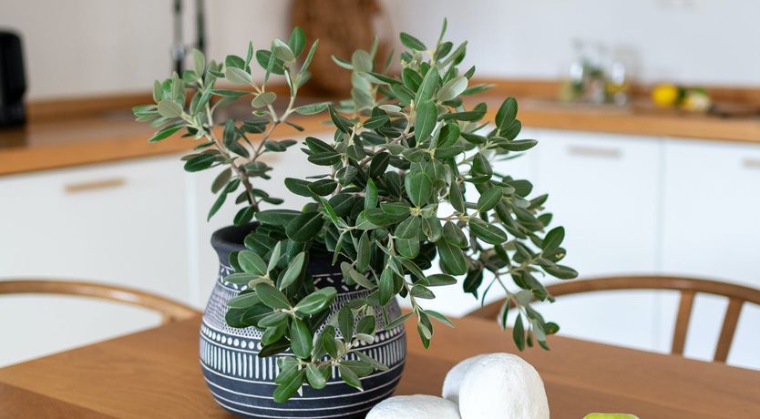 Photo of The Reflections