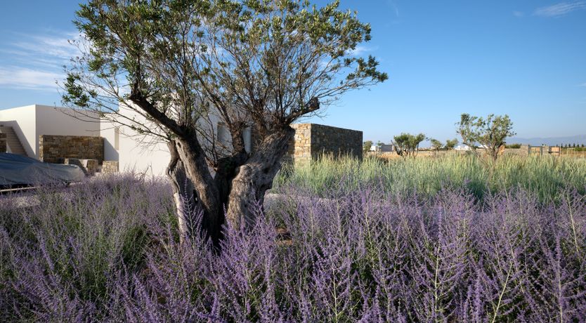 Photo of Paros Bliss