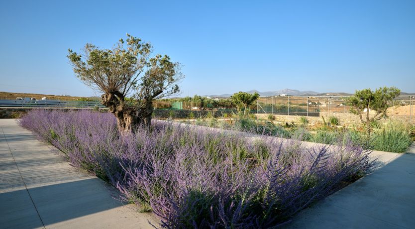 Photo of Paros Bliss