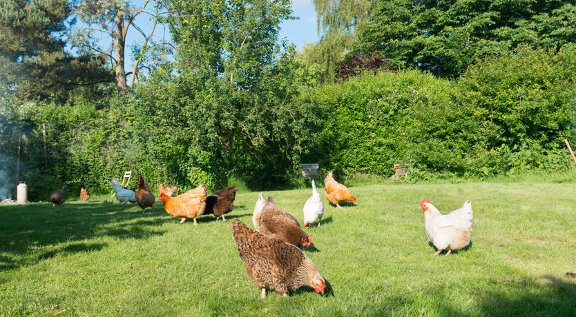 Photo of Baked to Perfection