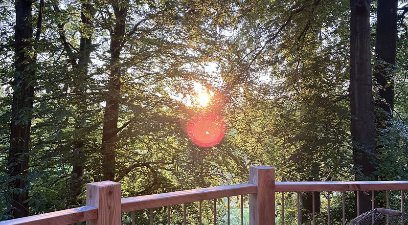 Photo of Leaves & Oak