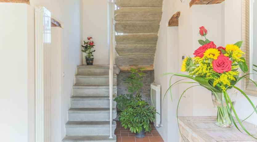 Photo of The Frantoio Olive